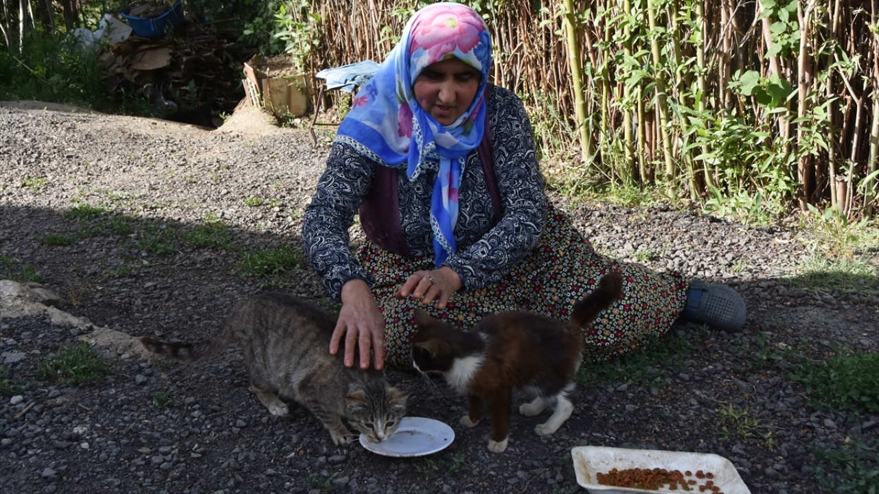 Tek gelir kaynağı olan engelli maaşıyla evinin geçimini sağlamaya çalışan Yılmaz, maaşının bir kısmını da evinde ve evinin bahçesinde yaptığı alanda beslediği kedilerin ihtiyacı için harcıyor. 