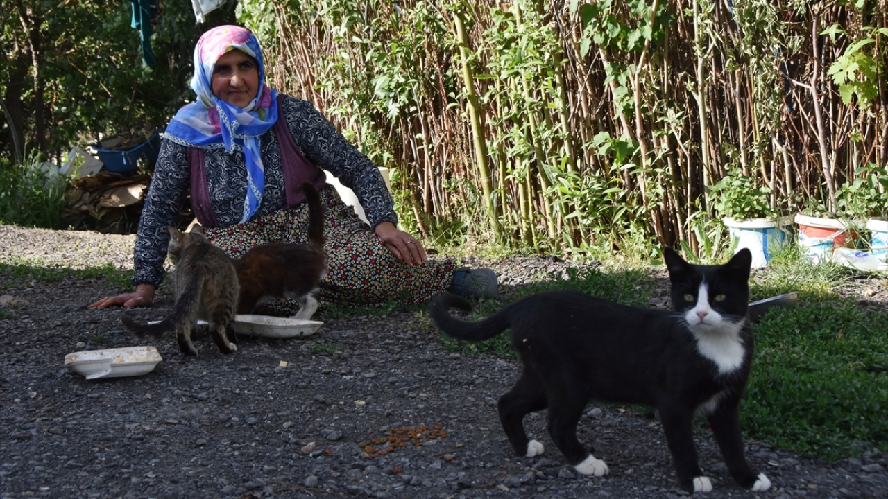 Merzan Mahallesi`nde kafasında kist, dizinde kireçlenme olan ve bel fıtığı nedeniyle yürümekte güçlük çeken Yılmaz (55), kalp hastası eşiyle yaşamını sürdürdüğü evine yakın noktalarda sahipsiz kedilere yaklaşık 15 yıldır yardım elini uzatıyor. 