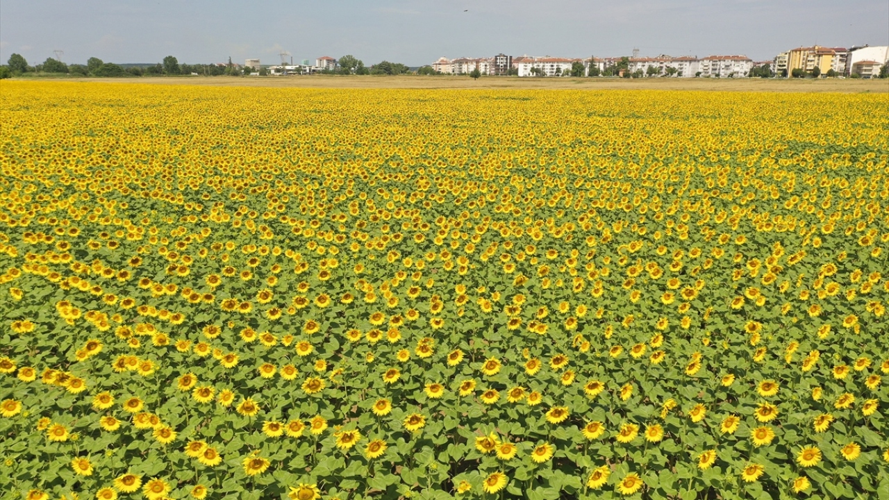 Kış yağışlarının yeterli olmaması nedeniyle tarlalardaki taban suyunun düşük olduğunu belirten Arabacı, yaz öncesi yağan yağmurların ayçiçeğinin düzenli çıkmasını sağladığını ifade etti. 