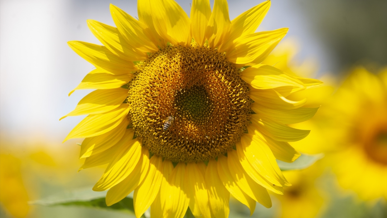Arabacı, kentin farklı kesimlerinde etkili olan doludan ayçiçeğinin hasar görmediğini, dolu düşen bölgelerde ayçiçeğini etkileyecek riskli bir durumun oluşmadığını söyledi.