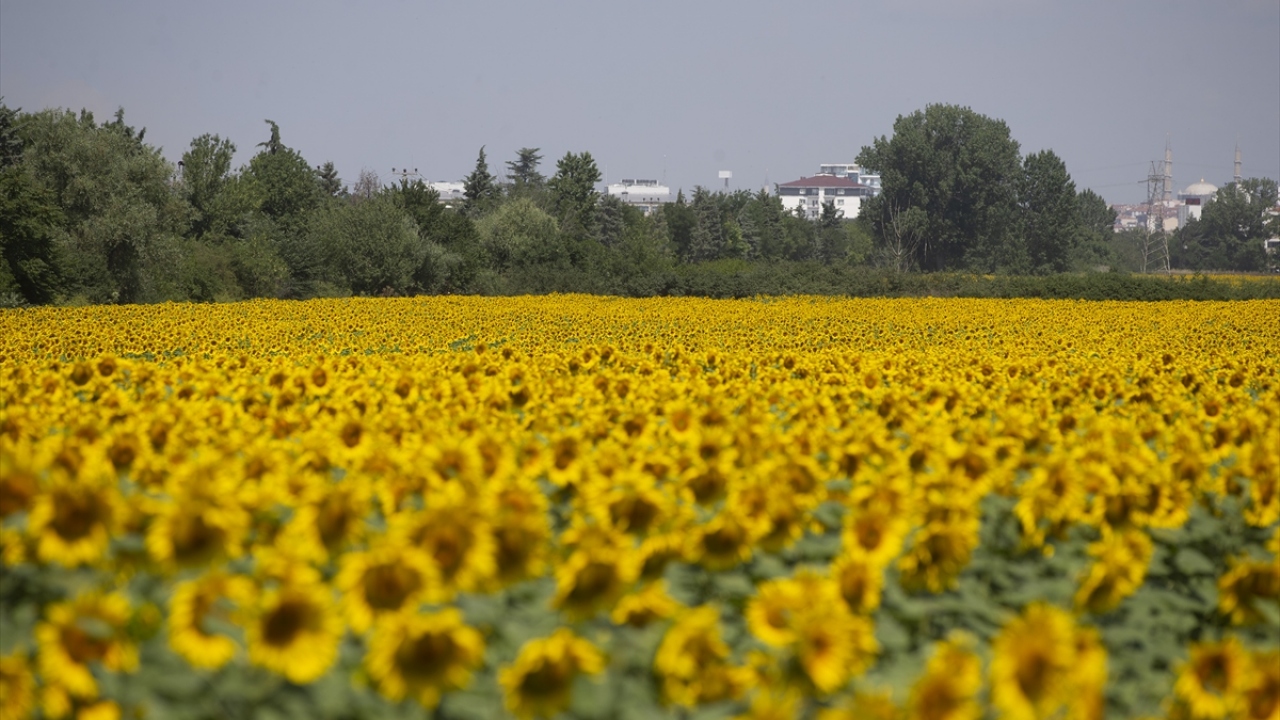 Edirne Ziraat Odası Başkanı Hüseyin Arabacı, yaptığı açıklamada, il genelinde bu yıl 960 bin dekar alanda ayçiçeği yetiştirildiğini söyledi.