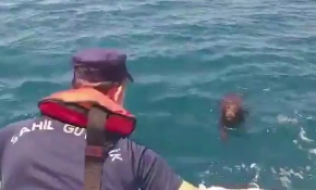 İzmir'de denize düşen köpeği Sahil Güvenlik ekipleri kurtardı