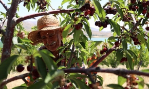 Ziya amcanın kirazları için kolları sıvadılar