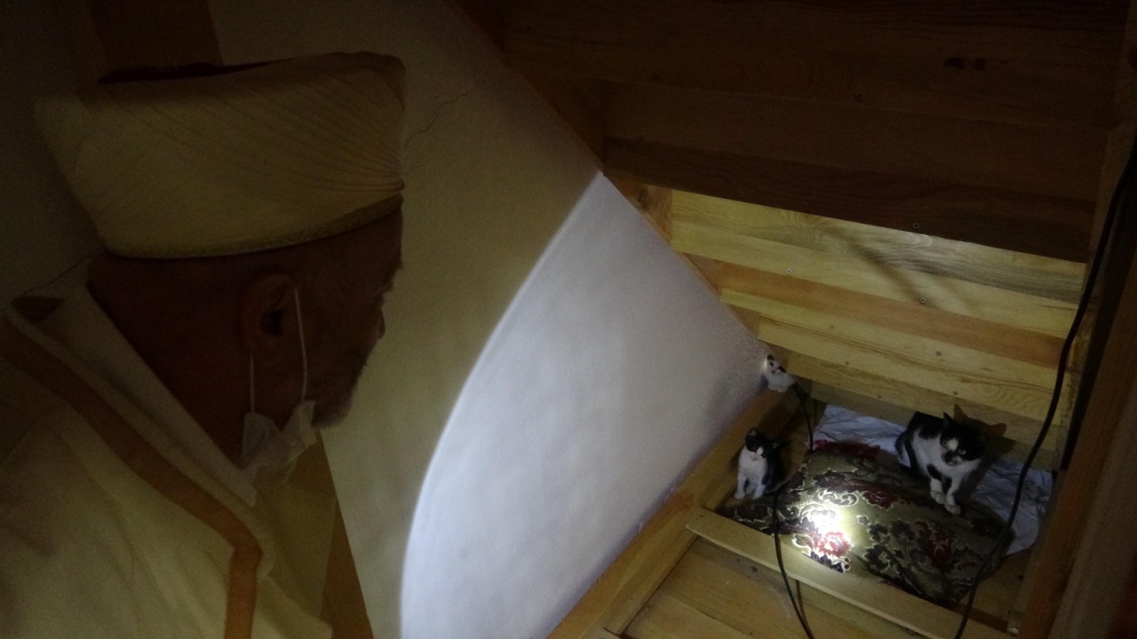 Minberin altında büyüyen kedi yavruları kendilerine bakacak erişkinliğe ulaşana kadar sahiplenilmezse, doğal yaşama bırakılacak. 