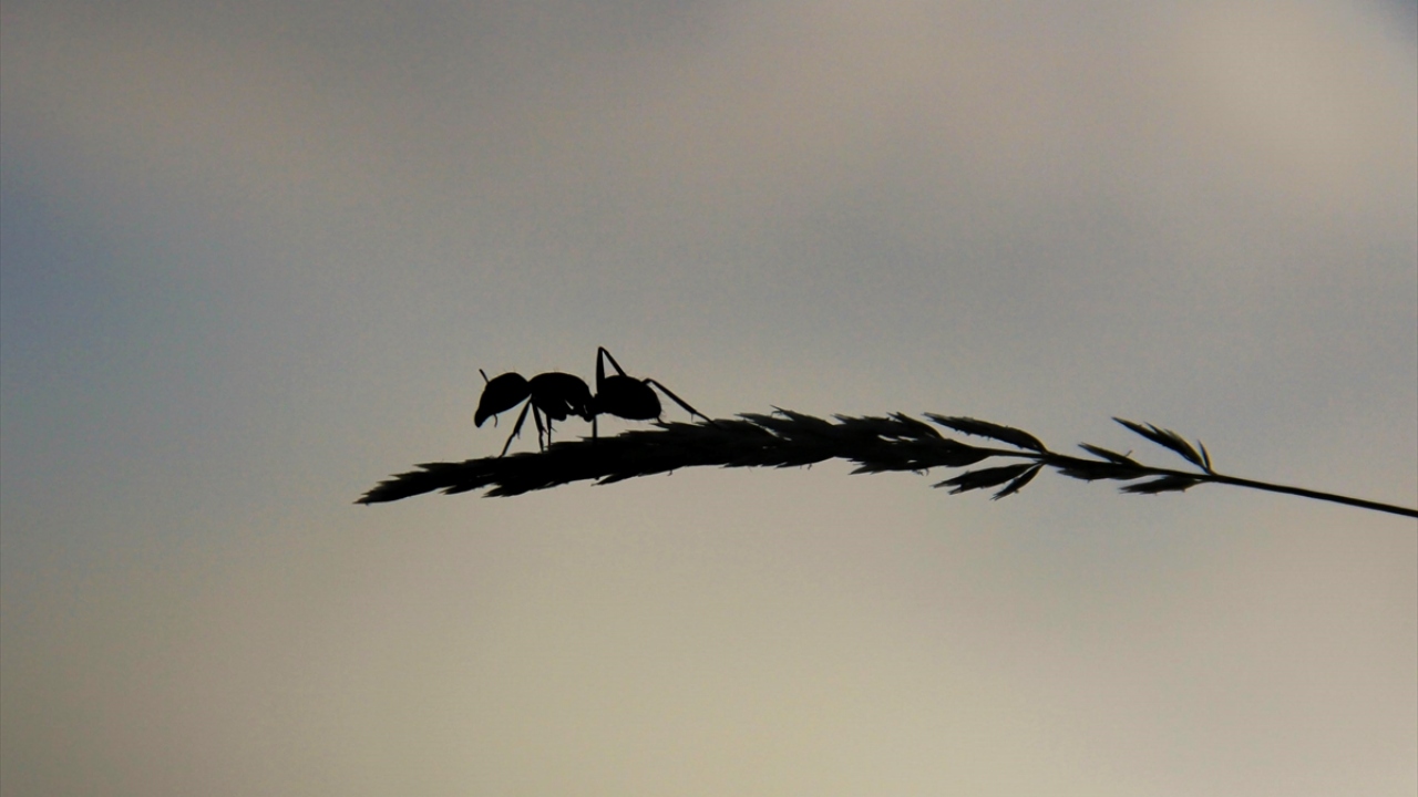 Kışın beyaz, yazın ise yemyeşil görünümüyle göz kamaştıran Munzur Vadisi, el değmemiş doğası, akarsuları ve endemik türleriyle çevre il ve ilçelerden doğa tutkunlarının uğrak noktası haline geliyor. 