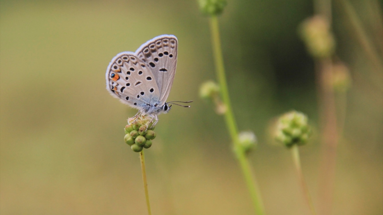 Her mevsim farklı güzelliğe bürünen milli parkta, havaların ısındığı şu günlerde ortaya çıkan kelebek, uğur böceği, yakı, yusufçuk, uçurtma ve gergedan böcekleri doğaya ayrı bir güzellik katıyor. 