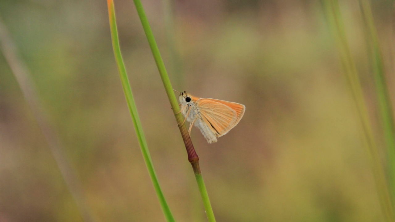 Türkiye`nin en büyük milli parkları arasında yer alan ve Ovacık ilçesinde yer alan Munzur Vadisi Milli Parkı, zengin florası ve yaban hayatı varlığıyla dikkati çekiyor. 