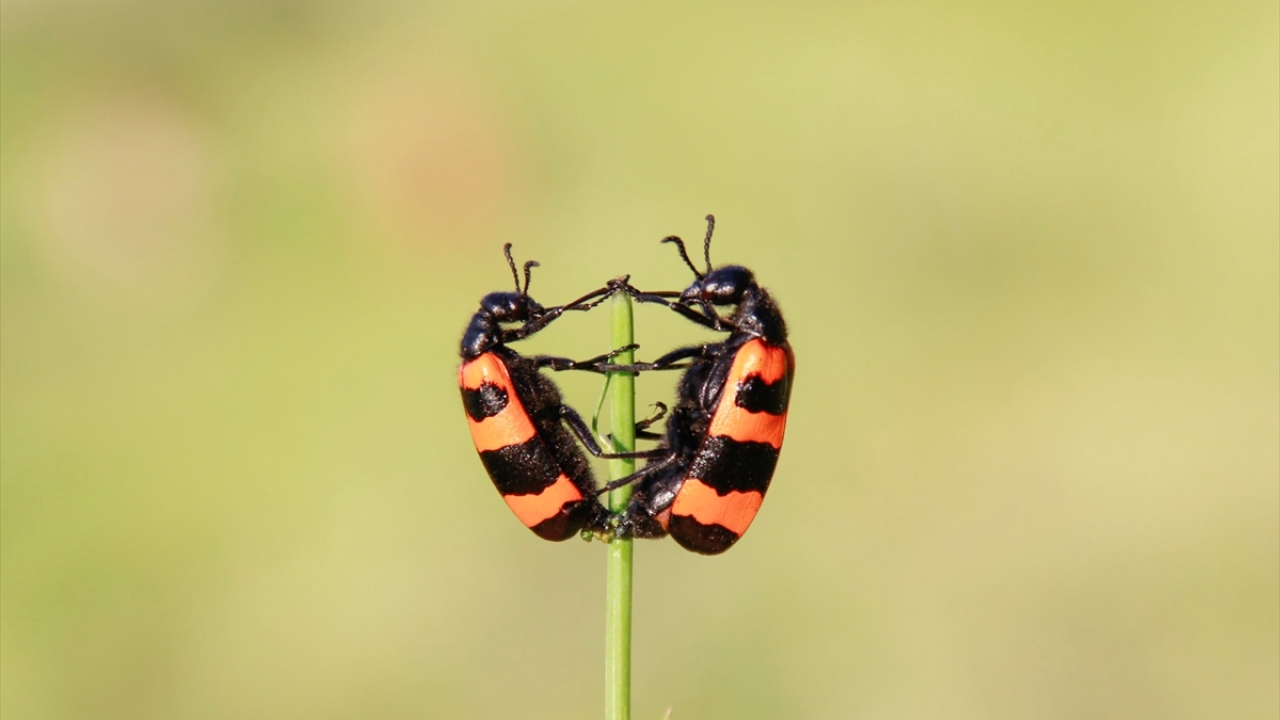 Milli parkta, özellikle mayıs ve eylül ayları arasında sıklıkla görülen bu canlıların, tabiatın tonlarıyla bütünleşmesi renkli görüntüler oluşturuyor.