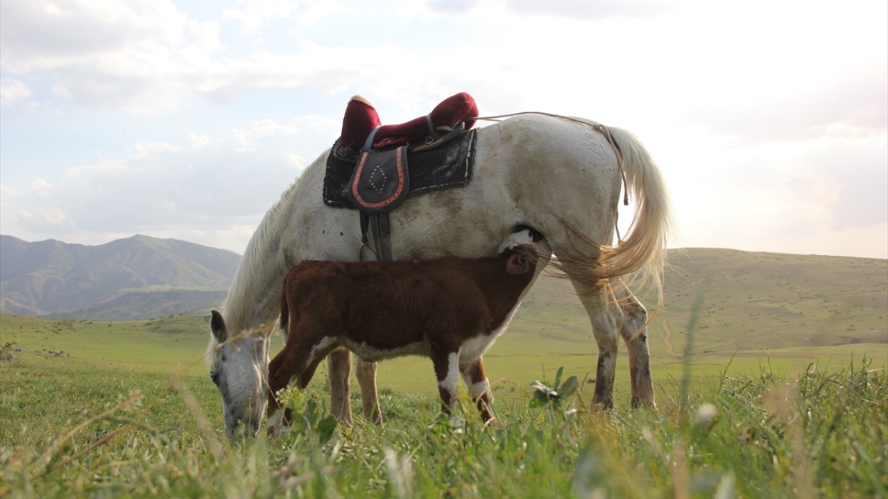İlçeye bağlı Yayıközü köyü Oluklu Yaylası`nda köy muhtarı Abdullah Solak`a ait annesi olmayan danayı 15 gündür "Aktolgalı" isimli at emziriyor.