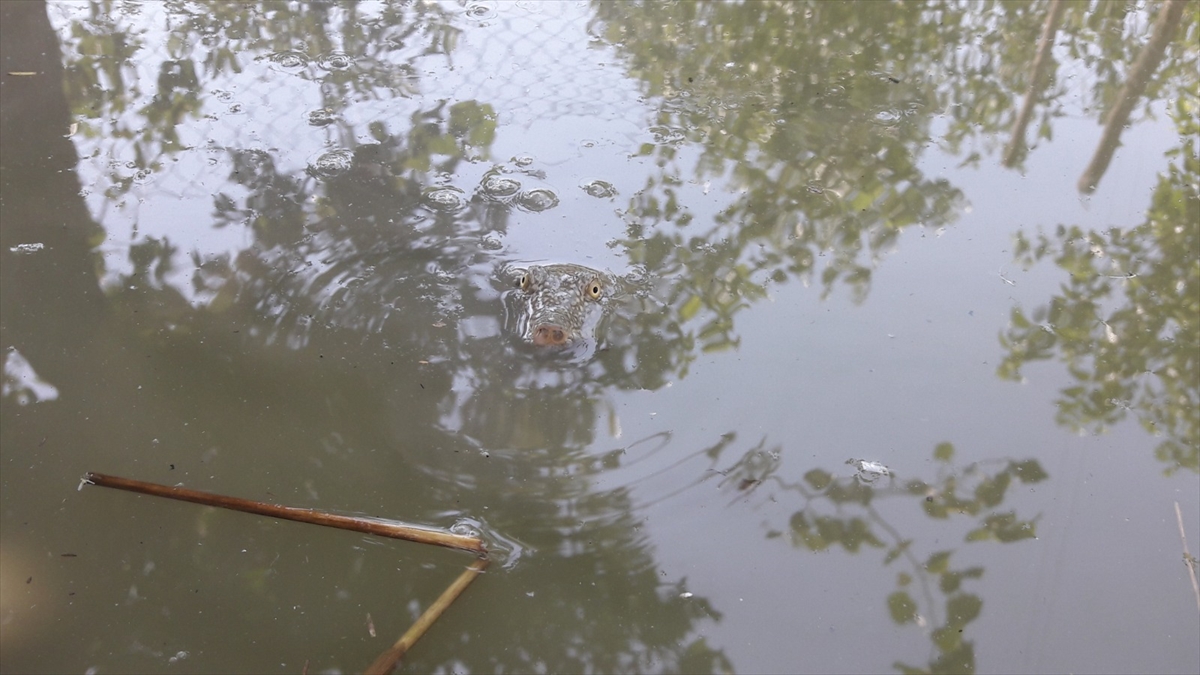 Adıyaman Üniversitesi Fen Edebiyat Fakültesi Biyoloji Bölümü Zooloji Ana Bilim Dalı Başkanı Doç. Dr. Mehmet Zülfü Yıldız, köye gelerek incelemelerde bulundu.