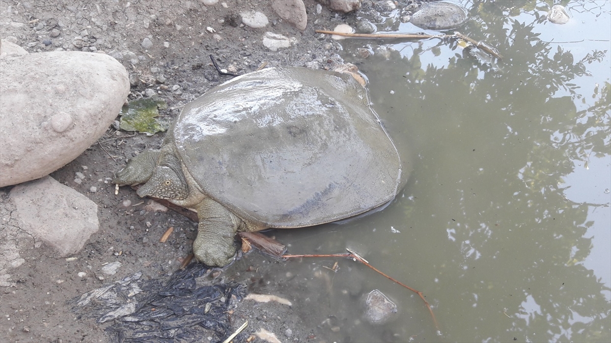 Yıldız, yaptığı incelemede, kaplumbağanın Trionychidae familyasından olan ve yeryüzünde sadece Fırat ve Dicle nehirleri bölgesinde yaşayan Fırat kaplumbağası olduğunu belirledi.