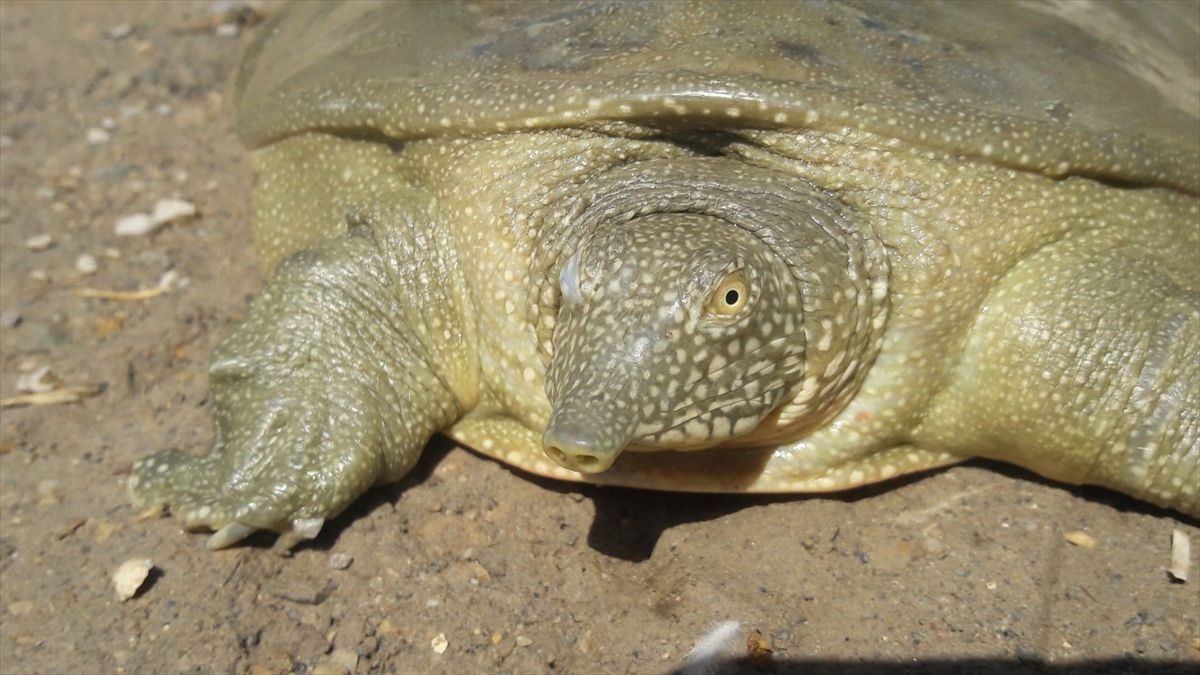 Yıldız, yaptığı açıklamada, yakalanan kaplumbağanın, neslinin tükenme tehlikesi altında olduğunu söyledi. Yıldız, şöyle devam etti: