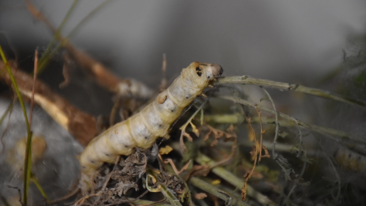 Sadece dut ağacı yapraklarıyla beslenen binlerce ipek böceği, hem tekstil hem de sağlık ve kozmetik üretimine katkı sağlıyor. 