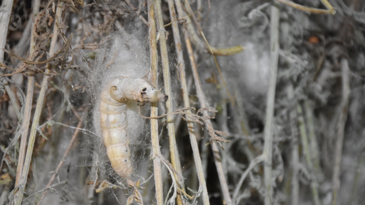 Girişimci adaylarını teşvik etmek istediklerini belirten Işık, bakıcılık eğitimi, dut ağacı fidanı, ipek böceği temini olmak üzere bütün üretim ihtiyaçlarının Kozabirlik tarafından ücretsiz temin edildiğini anlattı. 