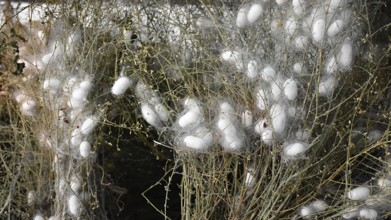 Ramazan Işık, 2000`li yıllarda yavaşlayan ipek böcekçiliğinde üretimin, Cumhurbaşkanı Recep Tayyip Erdoğan`ın 2006`da başbakanlığı döneminde verdiği talimatla hızlandığını dile getirdi.