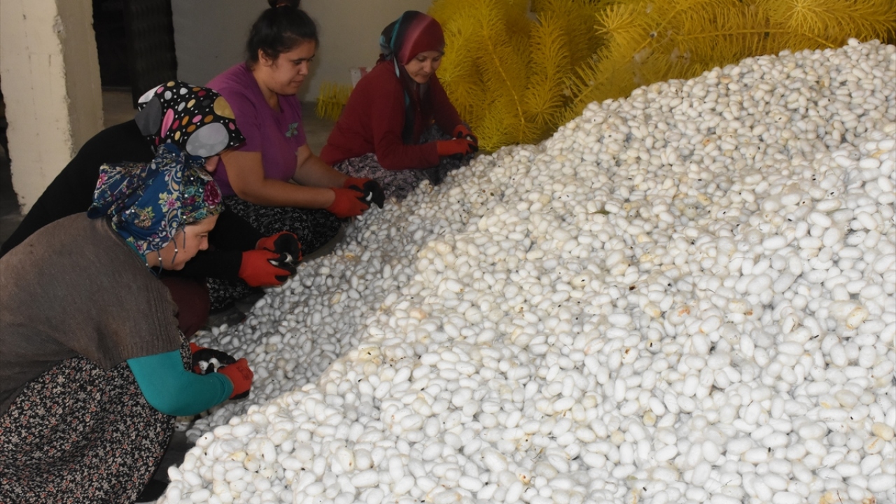 Işık, ipek böceği denilince akla sadece tekstilin gelebildiğini, ancak sağlık alanında yeni doku oluşumunda, çelik yelek üretiminde, kozmetik sektöründe de bu ürünün kullanıldığını sözlerine ekledi.