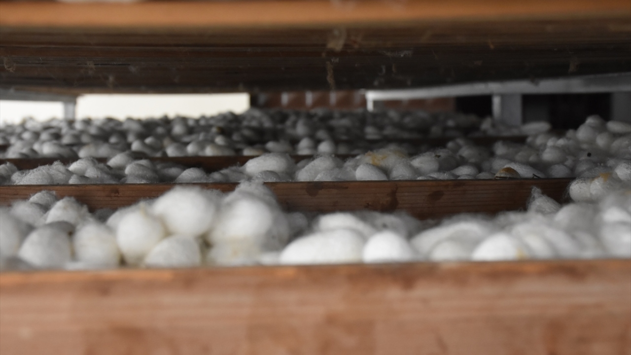 Tesisteki hasat çalışmalarını inceleyen Sarıcakaya Belediye Başkanı Hüseyin Çam da ipek böcekçiliğinin ilçe ekonomisine büyük katkı sağladığını vurguladı.