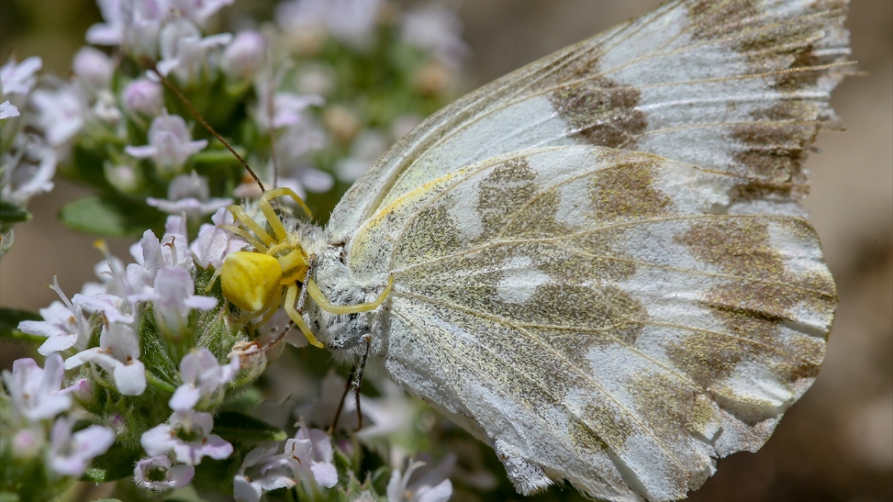 Tabiatın en küçük canlılarından olan ve gözlerden uzak bir yaşam süren örümceğin kelebeği avlaması doğal yaşamı gözler önüne serdi.