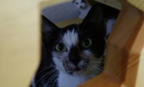 Kedi caminin minberinde doğum yaptı, imam sahip çıktı