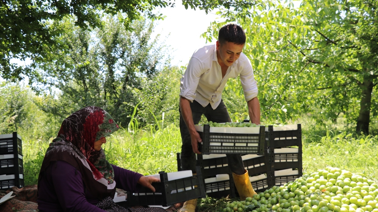 Kentte İzmit Körfezi, Sapanca Gölü ve Karadeniz`e yakın noktalardaki meyve yetiştirilen alanlar her geçen yıl genişliyor.