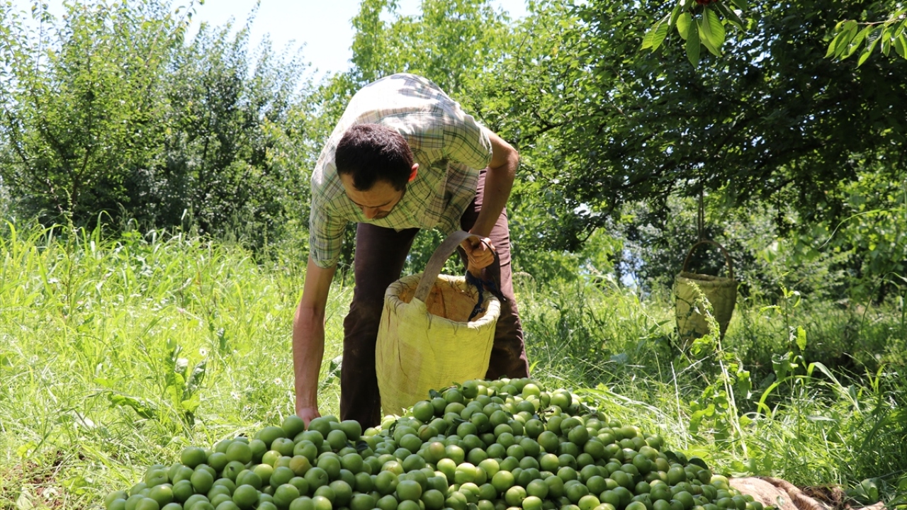 TÜİK verilerine göre, Kocaeli Türkiye`de erik üretiminde ilk 20 şehir arasında yer alıyor. Kentte 3 bin 743 dekarlık alanda yılda yaklaşık 4 bin ton erik üretimi gerçekleştiriliyor.