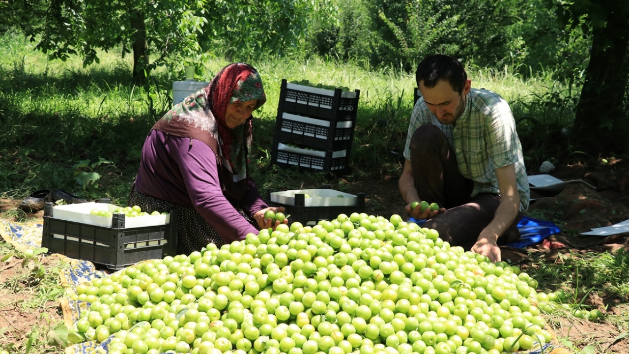 Yaz aylarında Kandıra, Kartepe, İzmit ve Karamürsel`deki bahçelerden toplanan mahsuller, doğruca İstanbul`daki satış noktalarına gönderiliyor.
