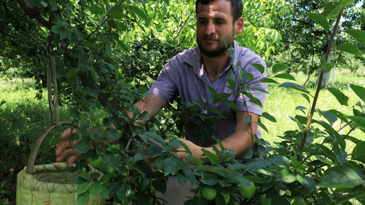 "Hasat temmuzun ortasına kadar sürüyor"