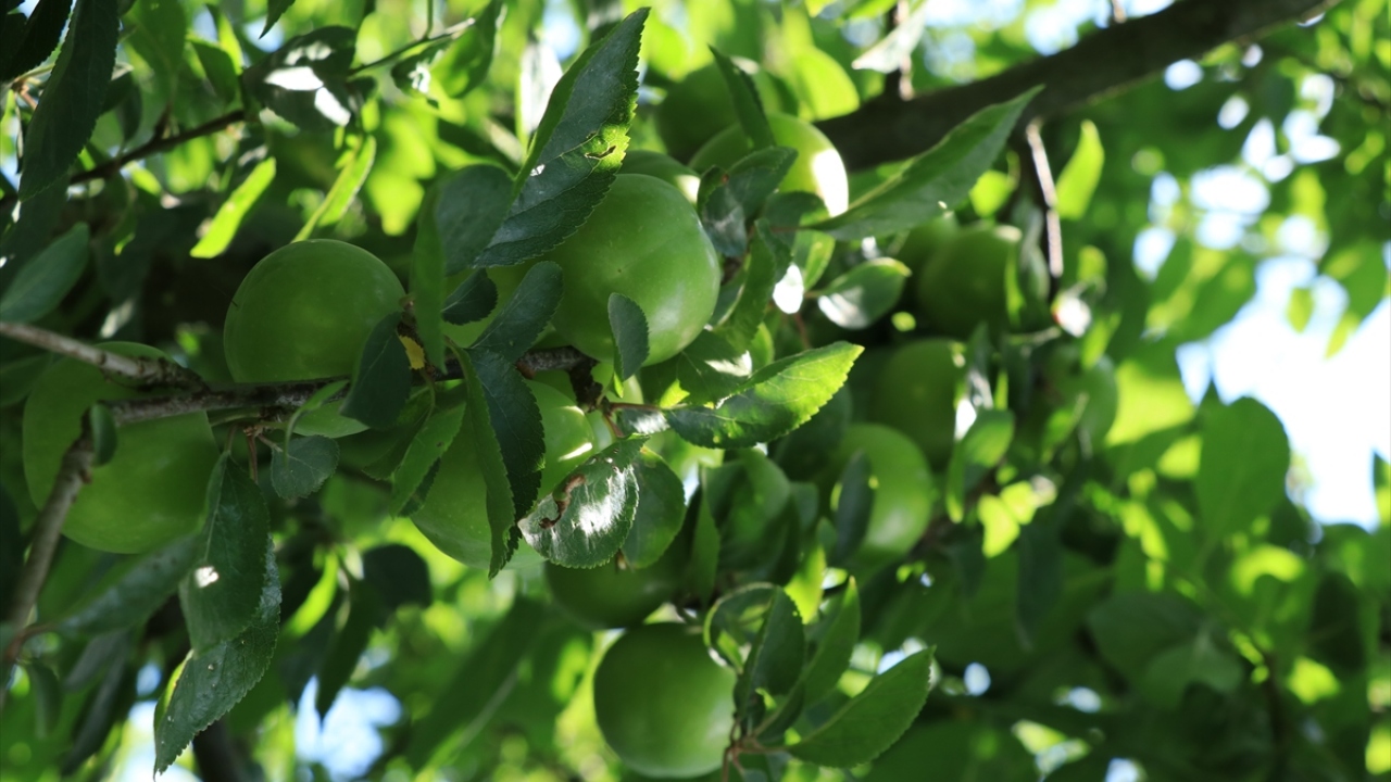 "Günde 1 ton erik topluyoruz"