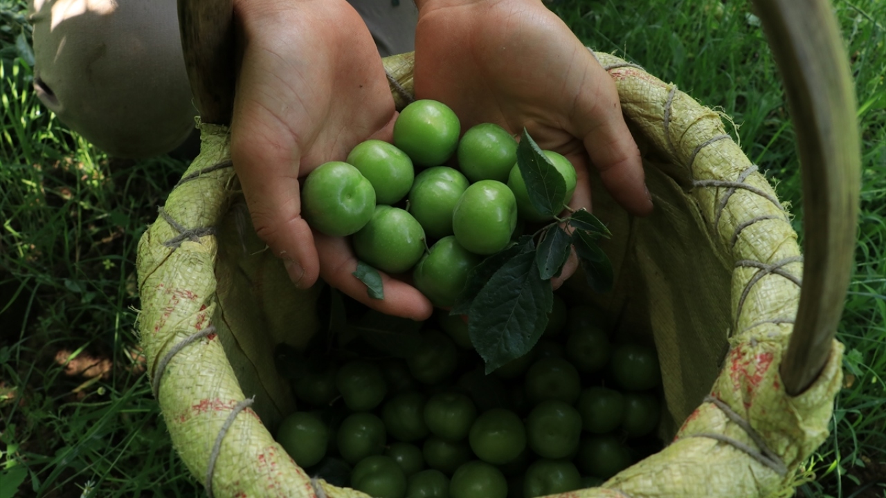 Kendisinin eriğin yanı sıra elma, ceviz, kiraz ve ayva yetiştirdiğini belirten Aşkın, mayıs ayının ortalarında başlayan yeşil erik hasadının temmuzun ortasına kadar devam ettiğini vurguladı.