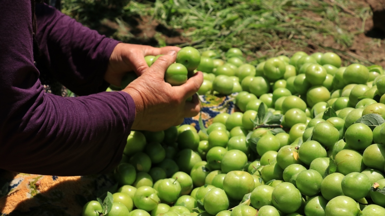 Eşmeli meyve üreticisi Mazhar Aşkın, yaptığı açıklamada, Sapanca Gölü kıyısında yer alan mahallenin meyve üretimiyle öne çıktığını söyledi.