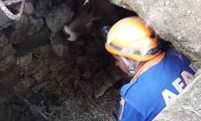 Kuyuya düşen ineği AFAD ekipleri kurtardı