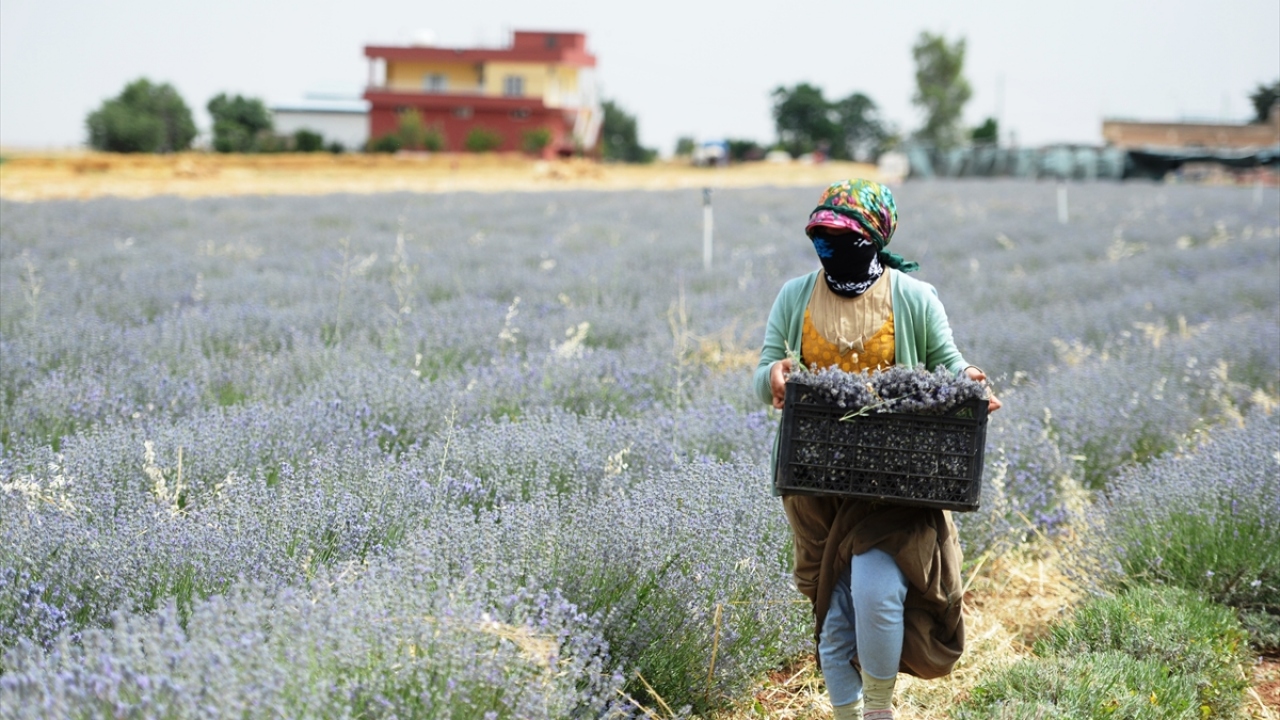 Türk Kızılayın toplum merkezlerinden faydalanan ihtiyaç sahipleri için Avrupa Birliğinin desteğiyle başlatılan "Tarımda İstihdam Projesi" kapsamında sınıra sıfır noktada bulunan Küçükköy Mahallesi`nde 2 yıl önce 5 dönümlük arazide lavanta ekildi.