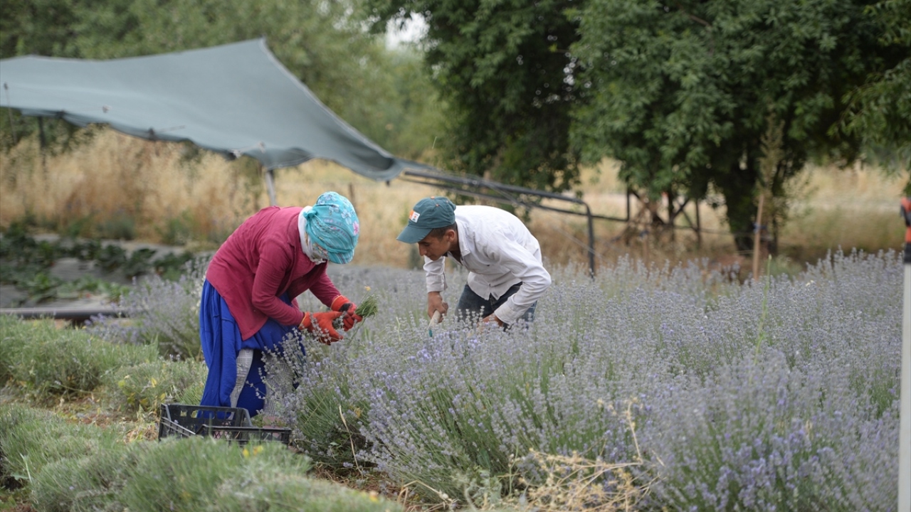 Toplanan 16 bin lavanta demeti, kurtulmasının ardından Isparta’ya gönderilecek. Buradan sağlanan gelir de çiftçilere dağıtılacak.
