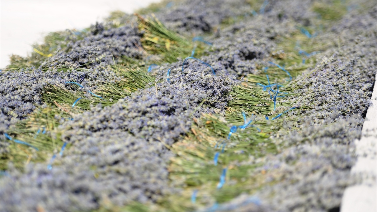 "Gelecek yıl inşallah daha güzel olacak" 