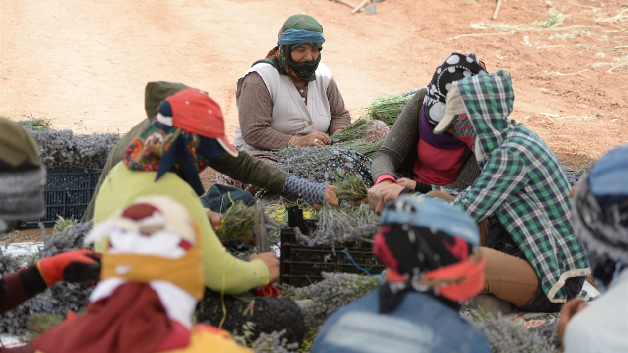 Ergin, "Sabah tarlaya geliyoruz akşama kadar ekmeğimizi çıkarıyoruz. Sınıra yakın, helal paramızı kazanıyoruz. Lavantanın kokusu güzel, çalışmak zevkli." diye konuştu.