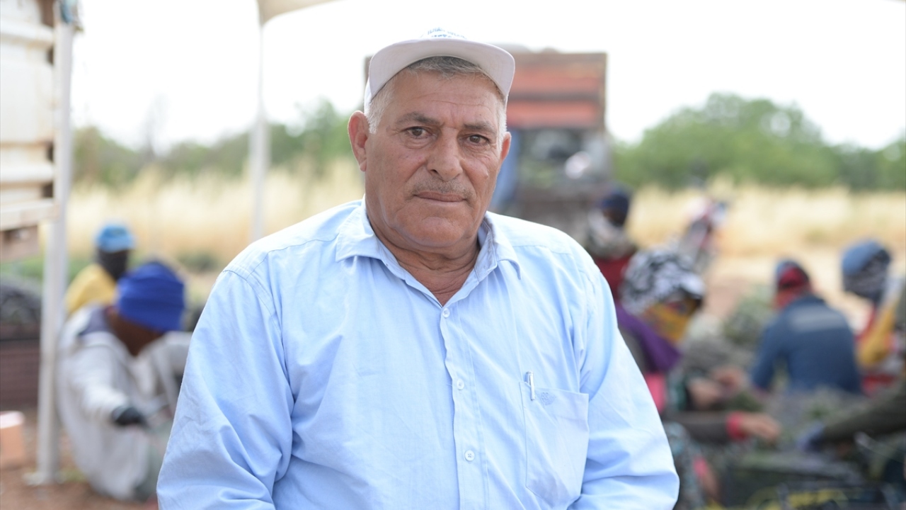 İşçilerden sorumlu Sultan Akay da daha önce batı illerine çalışmaya gittiklerini, şimdi ise burada iş imkanı bulduklarını anlattı.