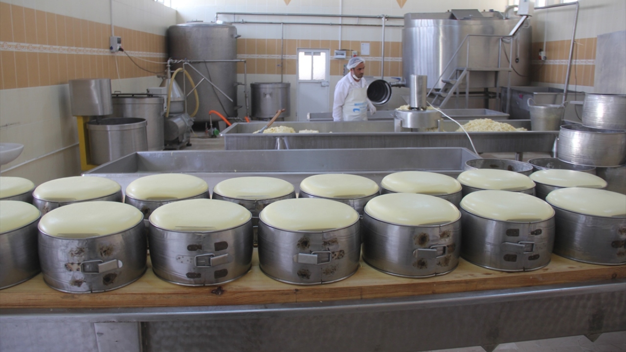 Mandıralarda süzülen sütler, ardından kazanlara aktarılıp pişirildikten sonra birkaç işlemin ardından peynire dönüştürülüyor.