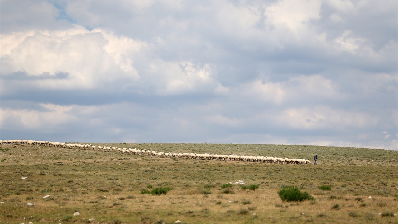 Ulaş Tarım İşletmesi Müdürlüğünde, saf ırkların bozulmadan gelecek nesillere ulaştırılması hedefiyle Kangal Akkaraman ırkı koyunlar yetiştiriliyor.