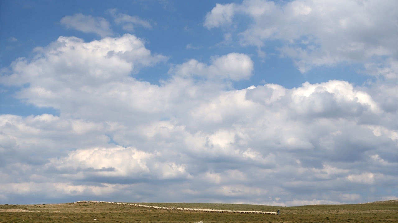 Modern ağıllarda doğal ortamda yetiştirilen Kangal Akkaraman koyunları, özellikle iri cüsseleriyle dikkati çekiyor. 