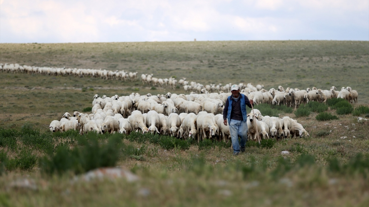 Sivas`ın marka değeri koyunlar, diğer ırklara göre yüzde 35-40 daha iri, kuraklığa dayanıklı, adaptasyonu yüksek ve iri kuyruklu olmasıyla ön plana çıkıyor.