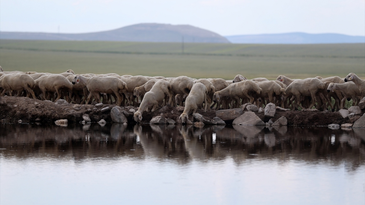 Ziraat Bankası, projeye başvurup, gerekli şartları taşıyanlara kredi desteği sağlıyor.