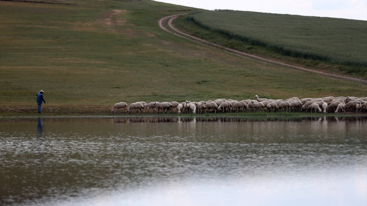 Proje kapsamında ve son yıllarda artan damızlık talebini karşılamak amacıyla işletmedeki koyun sayısında önemli oranda artışa gidildi.