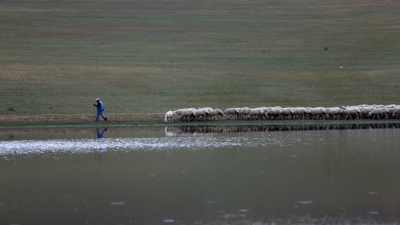 İşletmede 6 yıl önce 5 binlerde olan Kangal Akkaraman koyunu sayısı 15 bine çıkarıldı. 