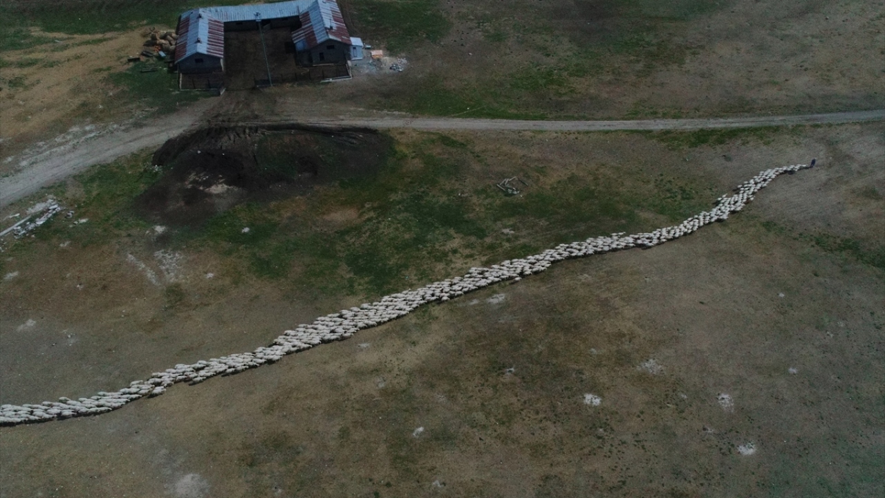 İşletmenin kapasitesi dikkate alınarak gelecek yıllarda 20 bin koyun yetiştirilmesi hedefleniyor. 
