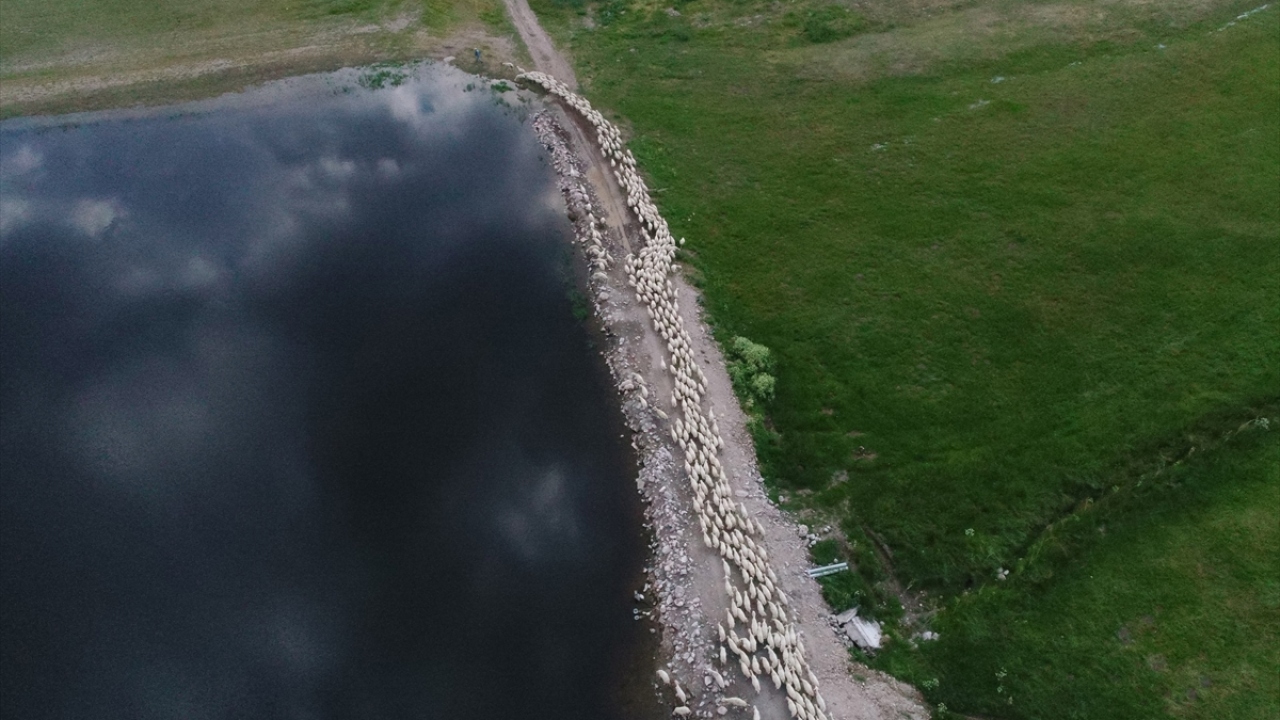 Daha çok etinden ve yününden faydalanılan koyunlar, TİGEM tarafından Türkiye`nin dört bir tarafına damızlık olarak da satılıyor. 