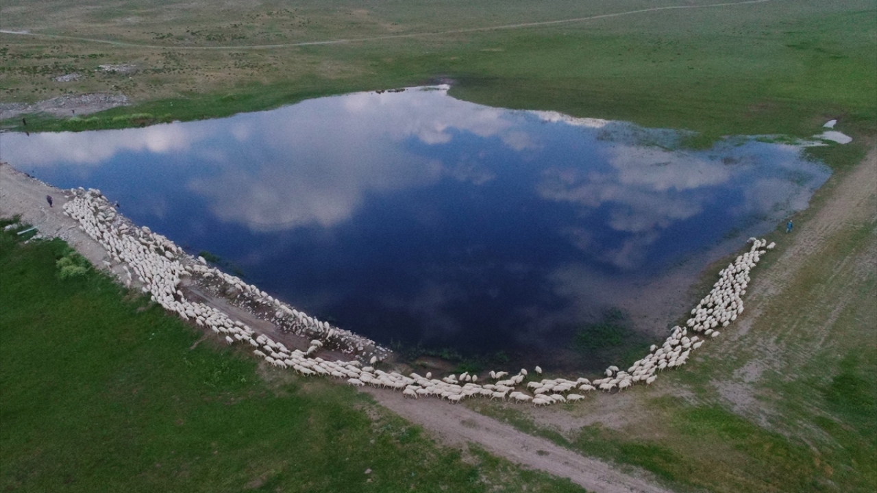 Ulaş Tarım İşletmesi Müdürü Hasan Keskin, yaptığı açıklamada, Kangal Akkaraman ırkı koyun yetiştiriciliği yapan ender işletmelerden biri olduklarını söyledi. 