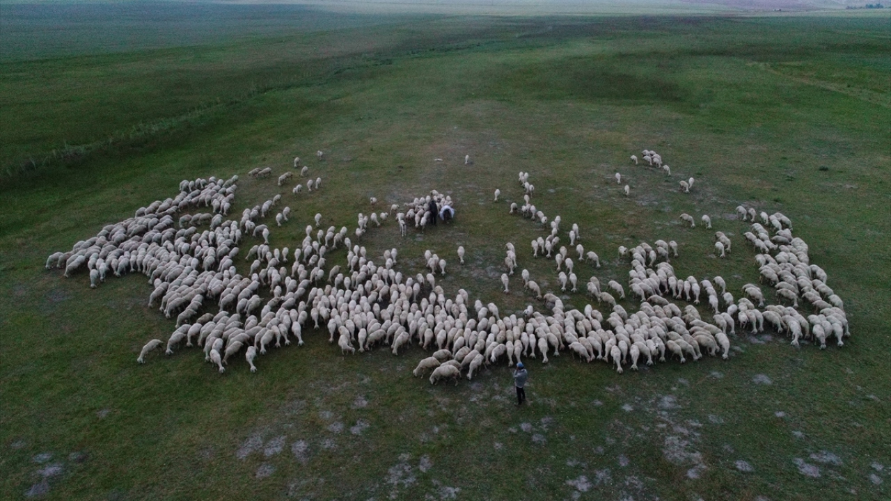 Ulaş`ta 15 bin Kangal Akkaraman koyunu bulunuyor