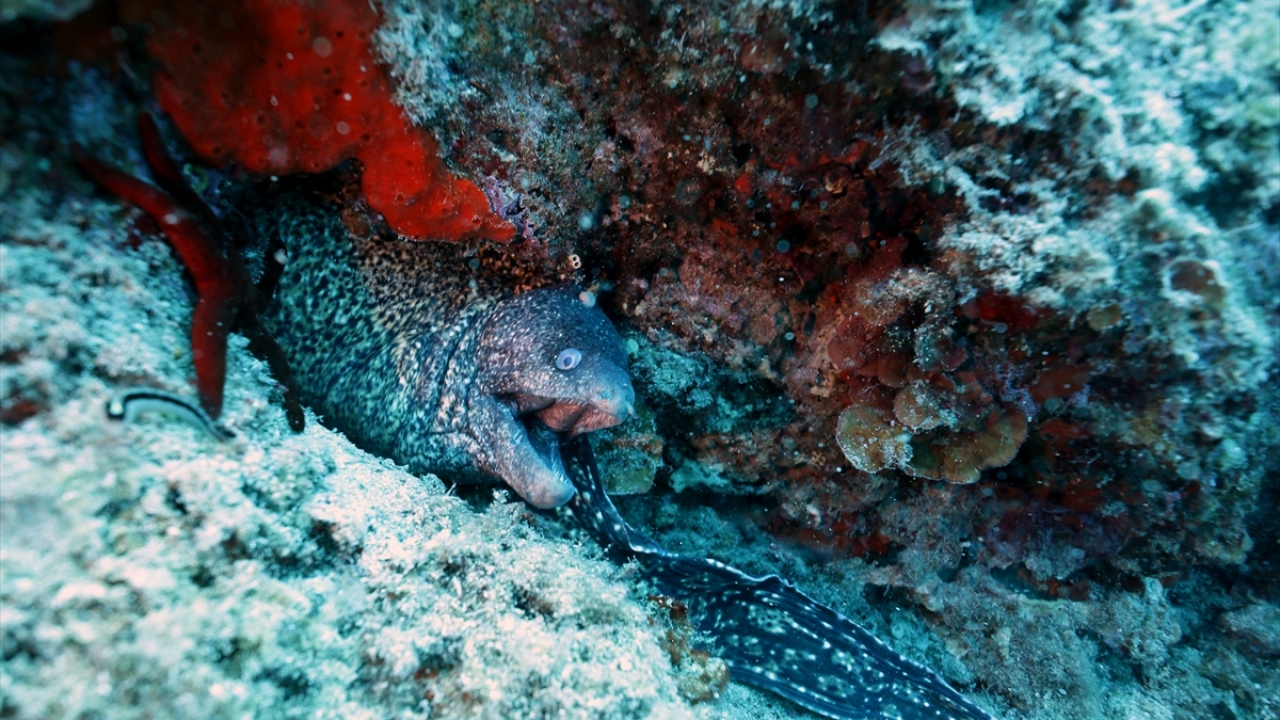 Su altı canlılığının yanı sıra İzmir Körfezi`nde yıllarca hizmet veren emektar vapurlar 9 Eylül ve Alaybey batıklarına da ev sahipliği yapan ilçe, su altını keşfetmek isteyenlere unutulmaz anlar yaşatıyor.