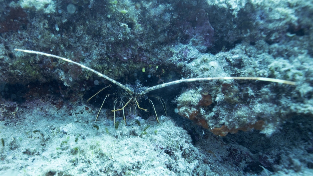 1 Haziran`dan sonra başlayan normalleşme sürecinin ardından turizm ve dalış merkezleriyle hizmet vermeye başlayan ilçe, dalış meraklılarının ve tatilcilerin yine uğrak adreslerinden oldu.