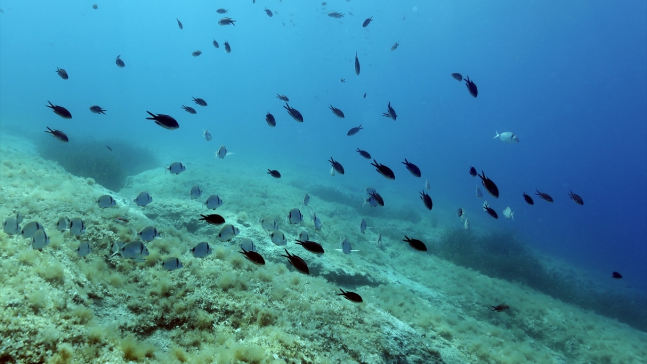 İzmir Katip Çelebi Üniversitesi Su Ürünleri Fakültesi Dekanı Prof. Dr. Tevfik Tansel Tanrıkul, Karaburun yarımadasının su altı canlılığı bakımından zengin bir bölge olduğunu söyledi.